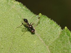 Parapalaeosepsis plebeia