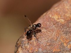 Parapalaeosepsis plebeia