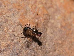 Parapalaeosepsis plebeia