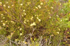 Gnidia squarrosa