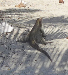 Cyclura nubila caymanensis