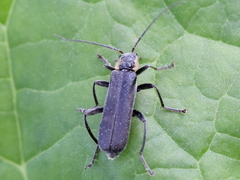 Cantharis obscura