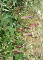 Calystegia purpurata