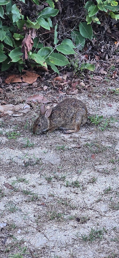 Marsh Rabbit from Minutemen Cswy, Cocoa Beach, FL, US on June 24, 2024 ...