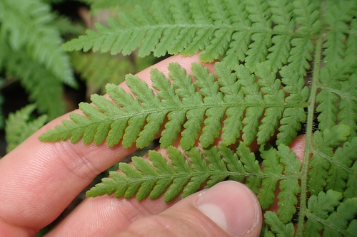 Image of Hypolepis dicksonioides by (c) Oscar Dove, some rights reserved (CC BY)