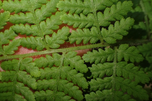 Image of Hypolepis dicksonioides by (c) Oscar Dove, some rights reserved (CC BY)