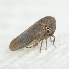 Macropsis gerhardi
