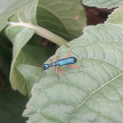 Neocollyris