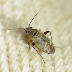 Europiella