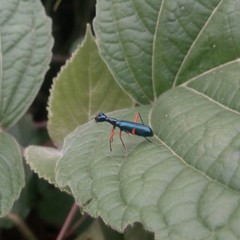 Neocollyris
