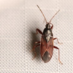 Eremocoris depressus