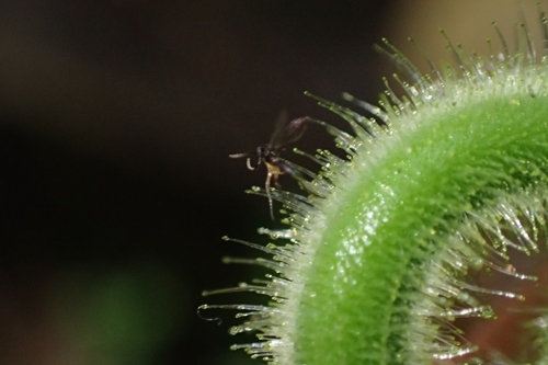 Image of Hypolepis dicksonioides by (c) Oscar Dove, some rights reserved (CC BY)