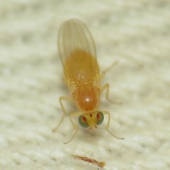 Chyromyidae