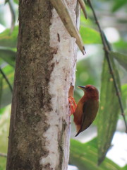 Rufous Piculet photo 2