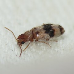 Notoxus calcaratus