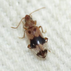 Notoxus calcaratus
