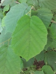 Corylus avellana