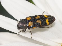 Castiarina oblita