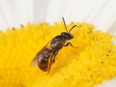 Lasioglossum sphecodoides