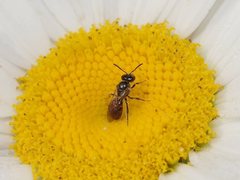 Lasioglossum sphecodoides