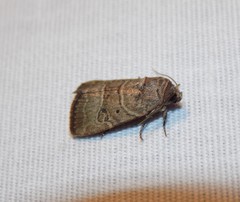 Elaphria fuscimacula