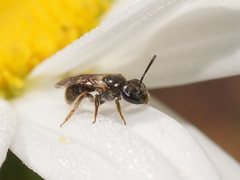Lasioglossum sphecodoides