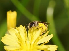 Lasioglossum sphecodoides