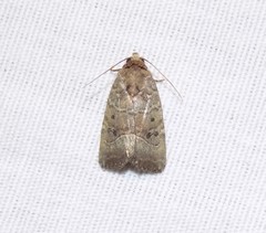 Elaphria fuscimacula