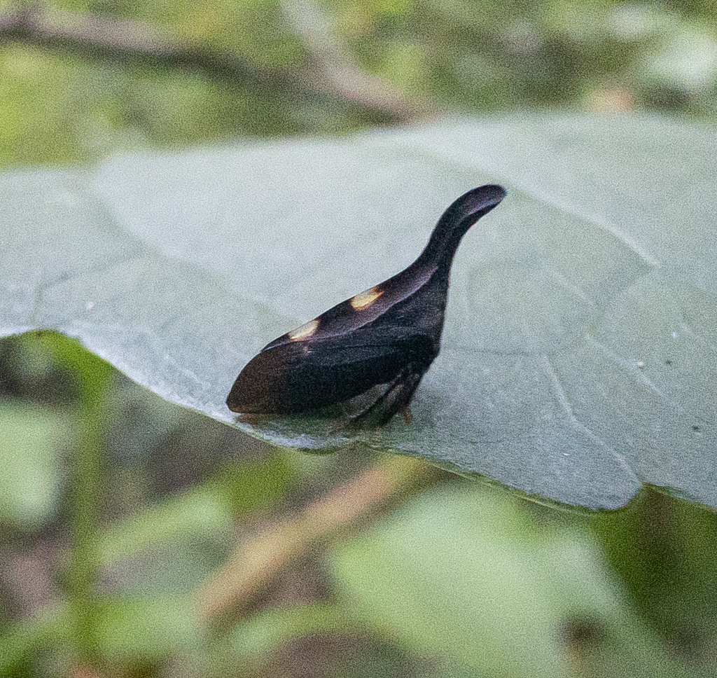 two marked treehopper