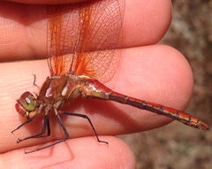Sympetrum madidum