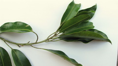Aspidosperma spruceanum