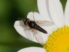 Australiphthiria hilaris