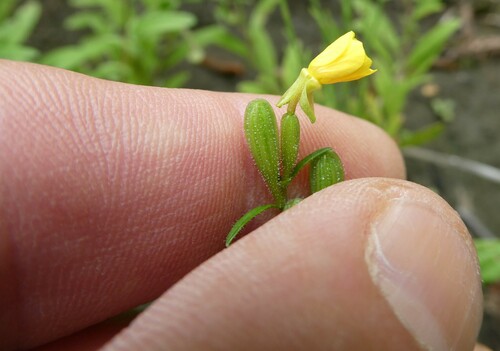 Image of Oenothera perennis by no rights reserved