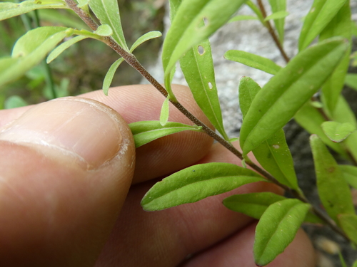 Image of Oenothera perennis by no rights reserved