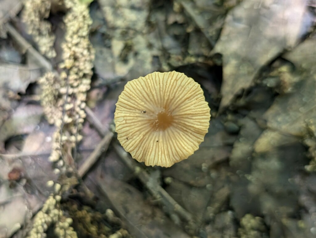 Pholiotina sp. 'MI02'