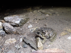 Glandirana emeljanovi