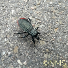 Haematorrhophus marginatus