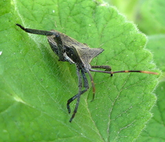 Elasmopoda