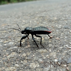 Haematorrhophus marginatus