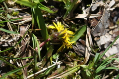 Taraxacum palustre