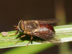 Scaptia abdominalis