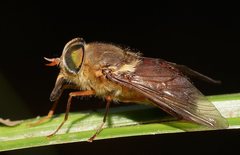 Scaptia abdominalis