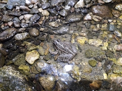 Pelophylax nigromaculatus