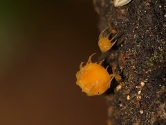 Crocicreas