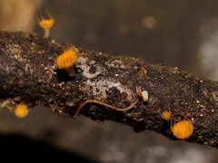 Crocicreas