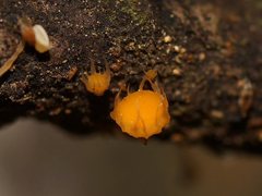 Crocicreas