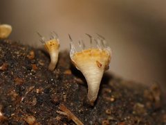 Crocicreas