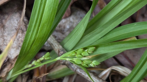 Carex abscondita Mack.