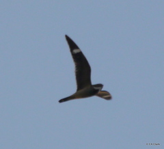 Chordeiles gundlachii