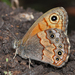 Paramacera allyni - Photo (c) Ken Kertell,  זכויות יוצרים חלקיות (CC BY-NC), הועלה על ידי Ken Kertell